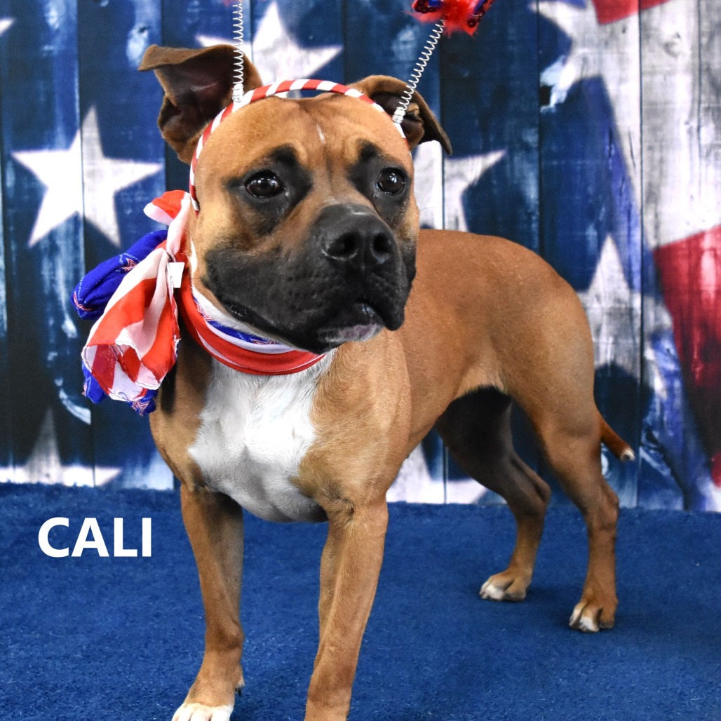 Cali