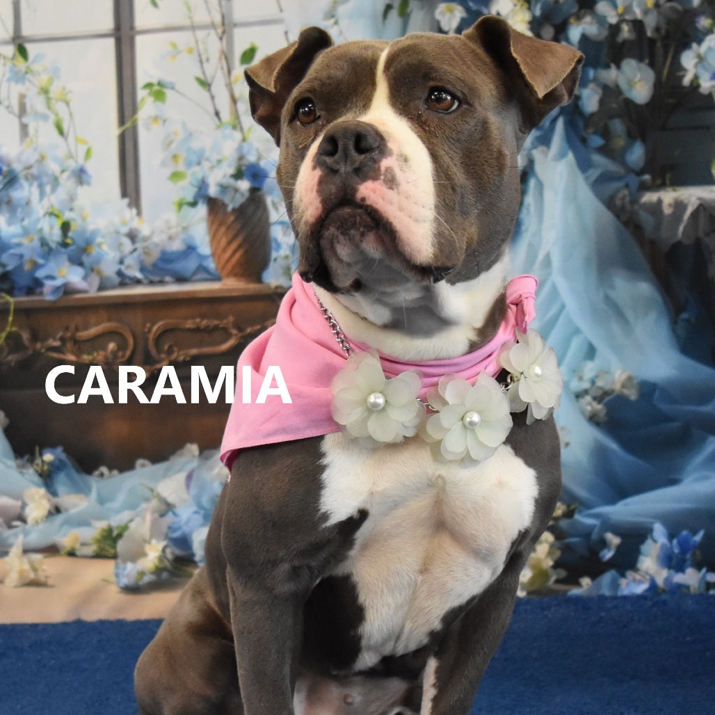Caramia