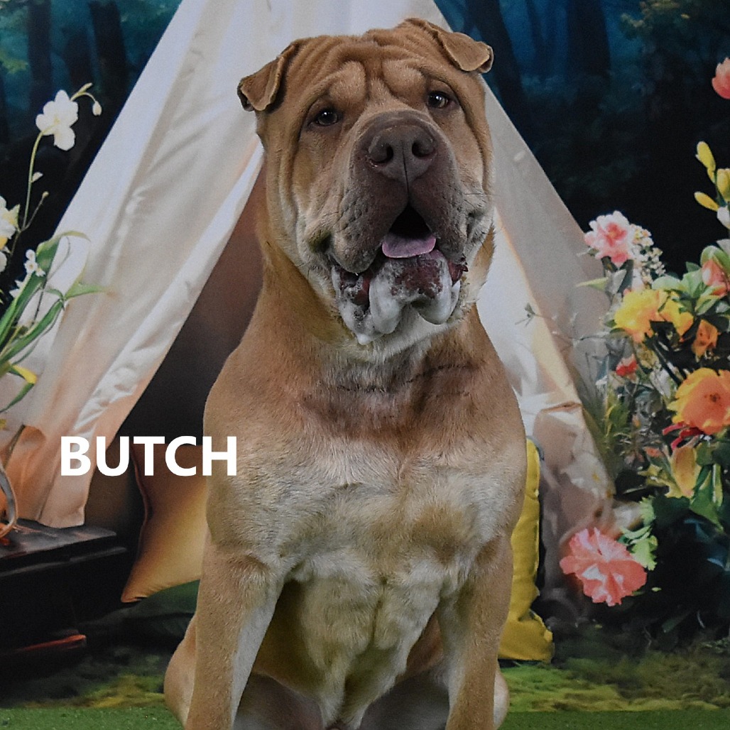 Butch