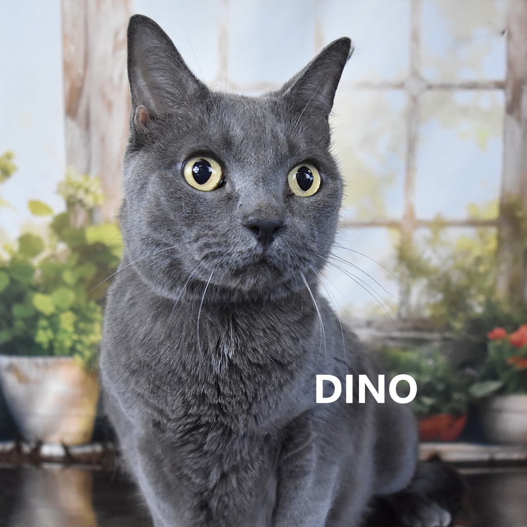 Dino 