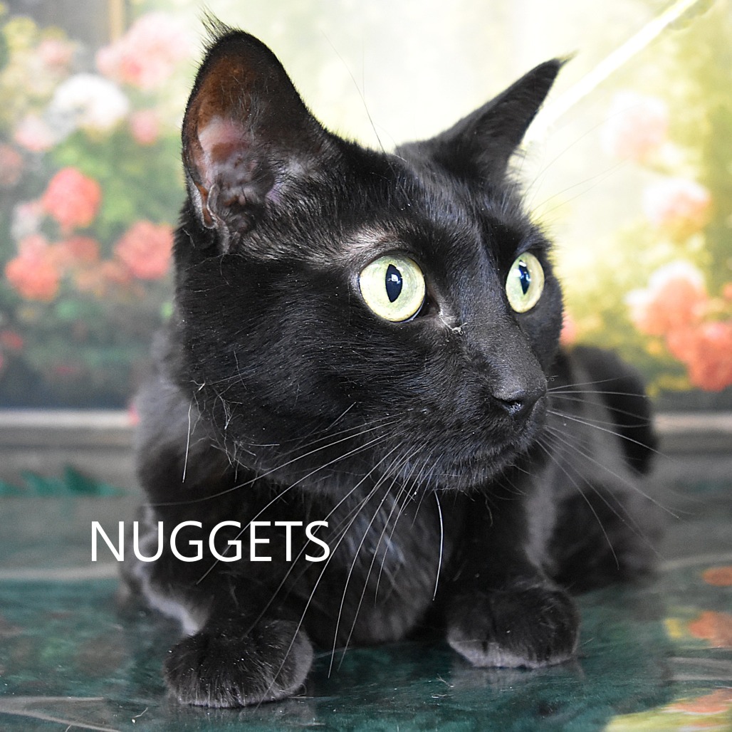 Nuggets