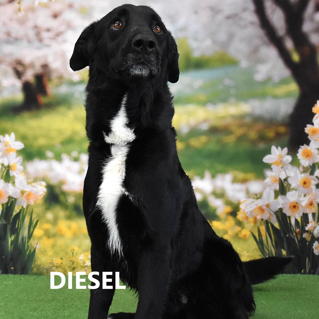 Diesel