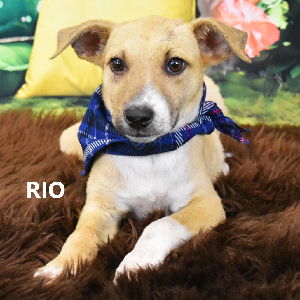 Rio