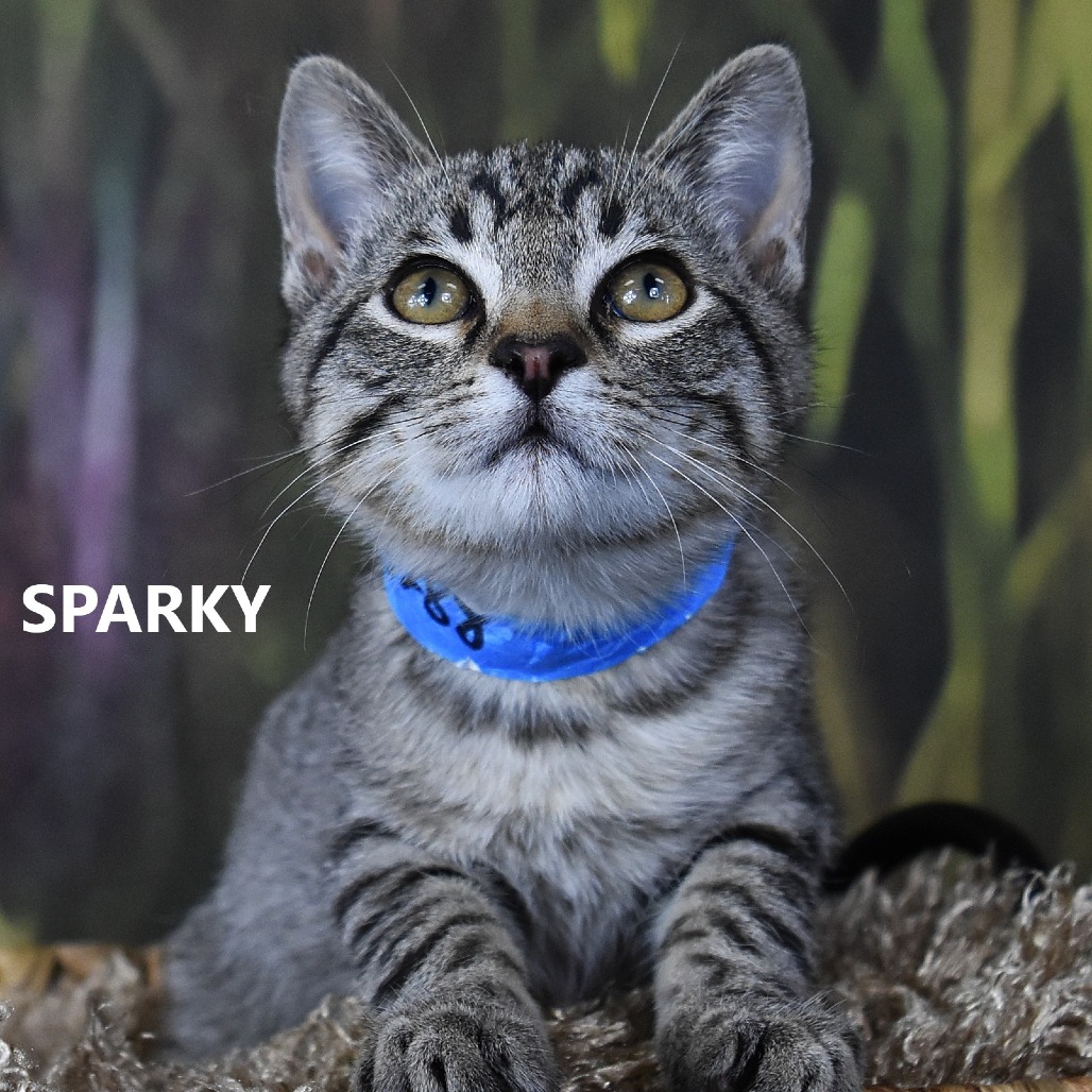 Sparky/Miso