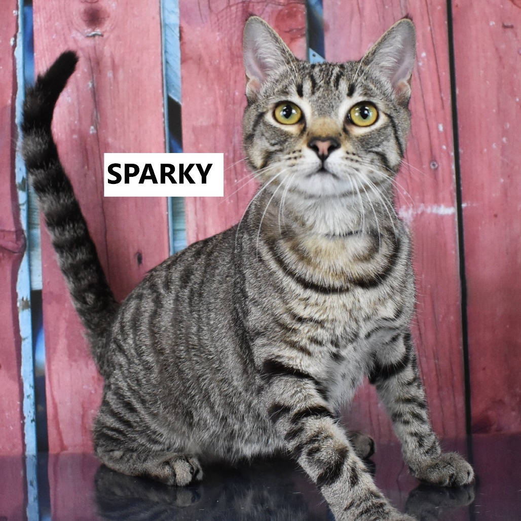 Sparky