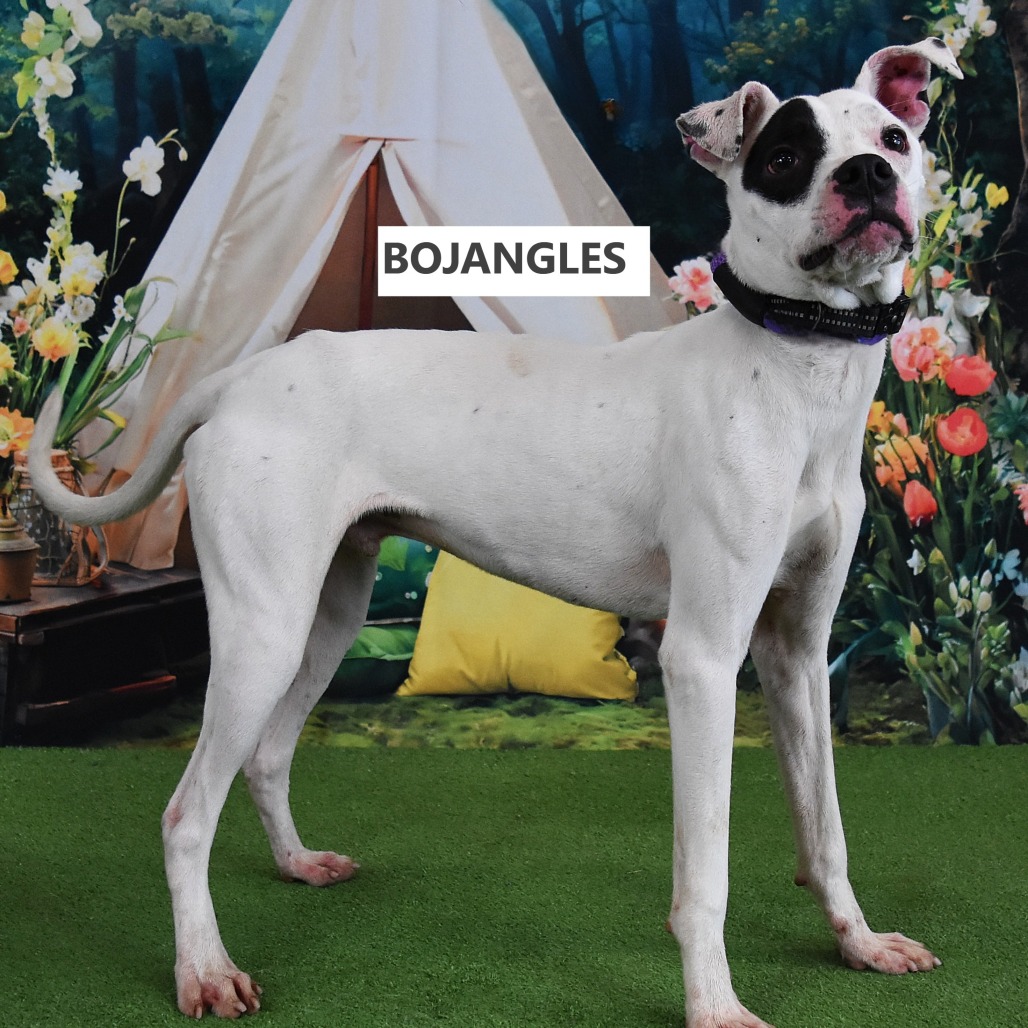 Bojangles