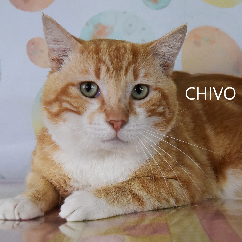 Chivo