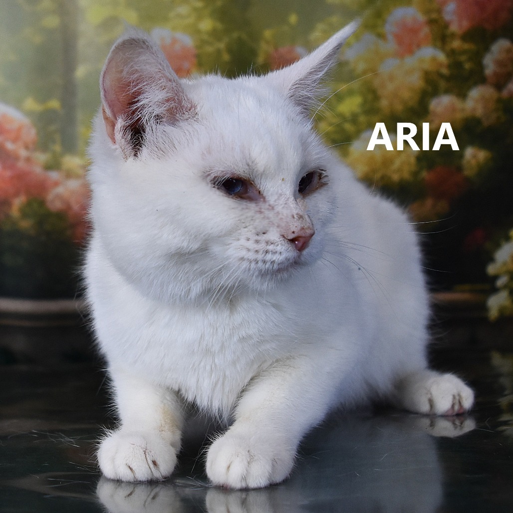 Aria