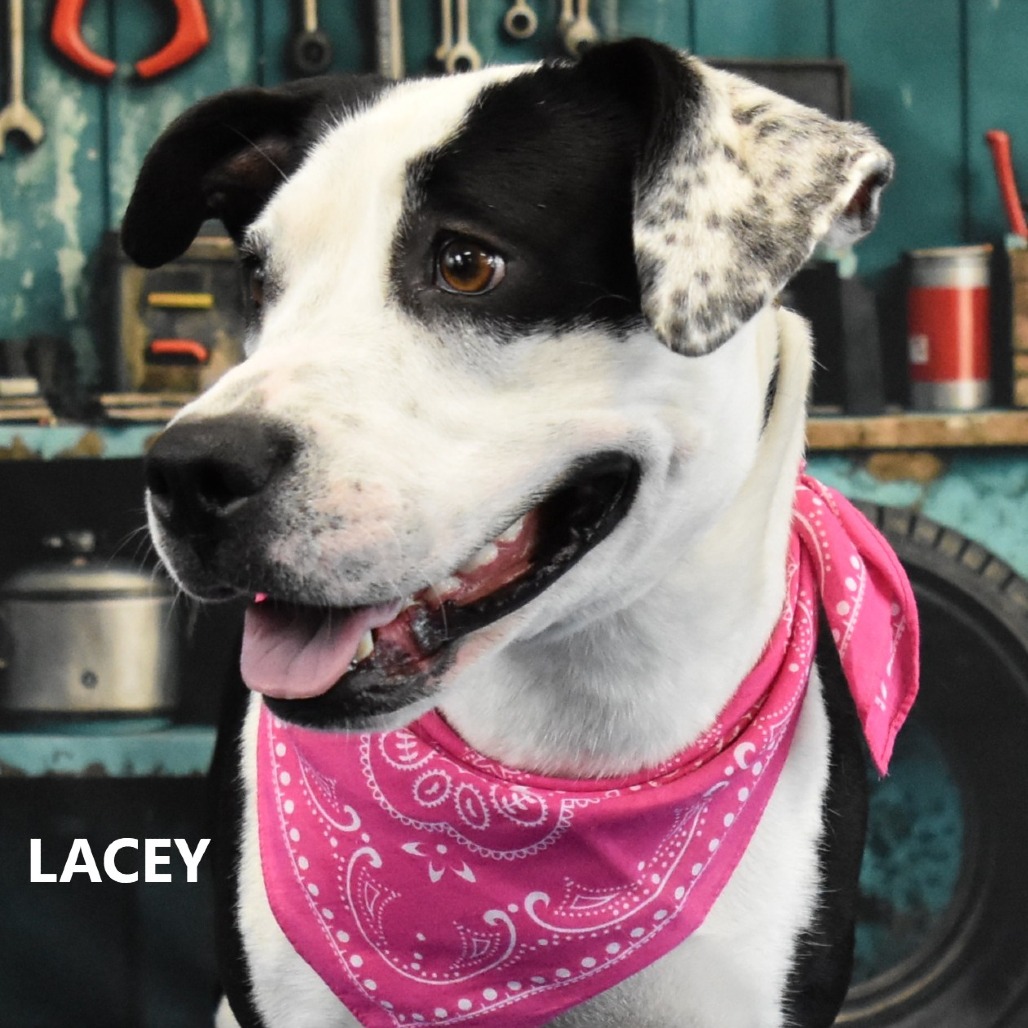 Lacey