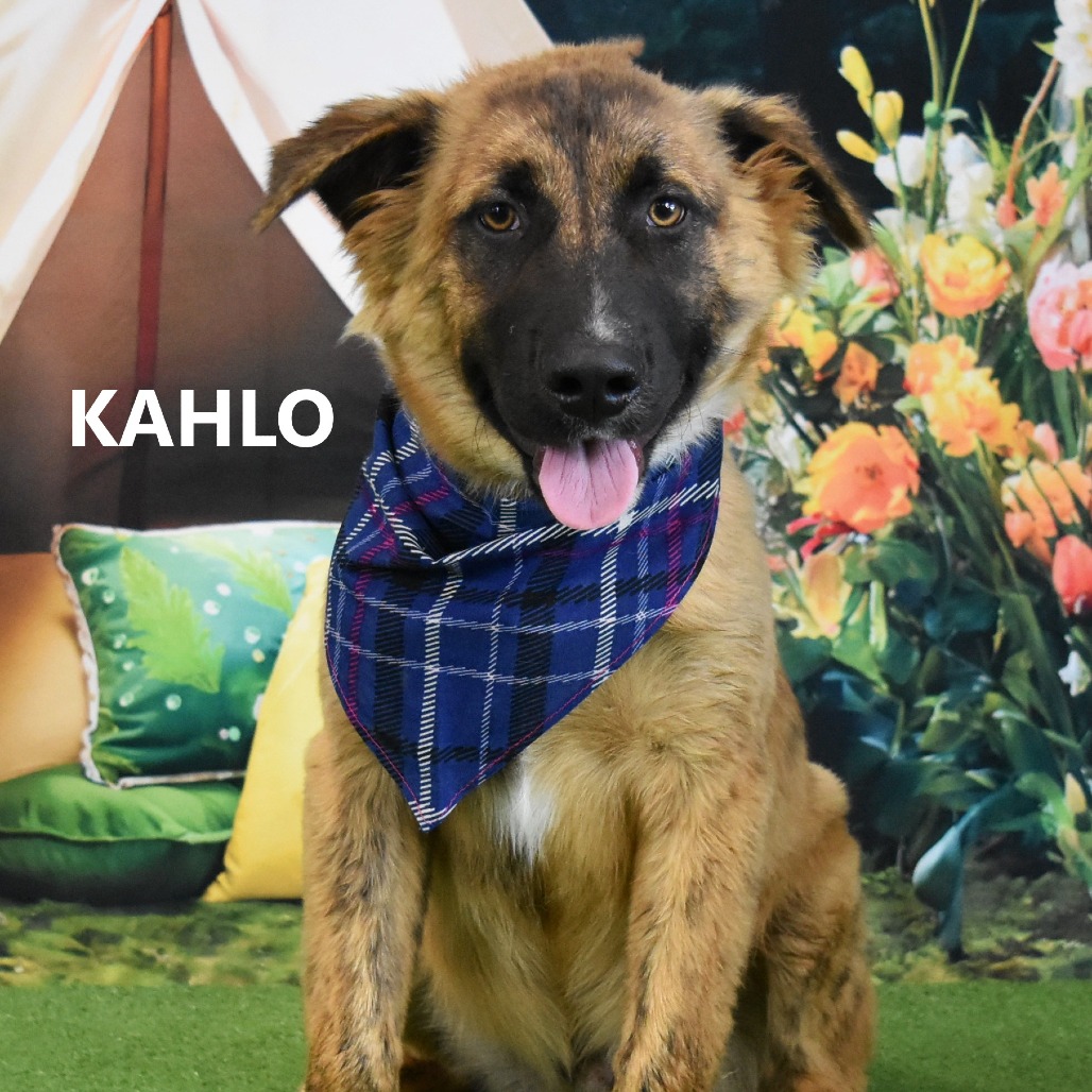 Kahlo 