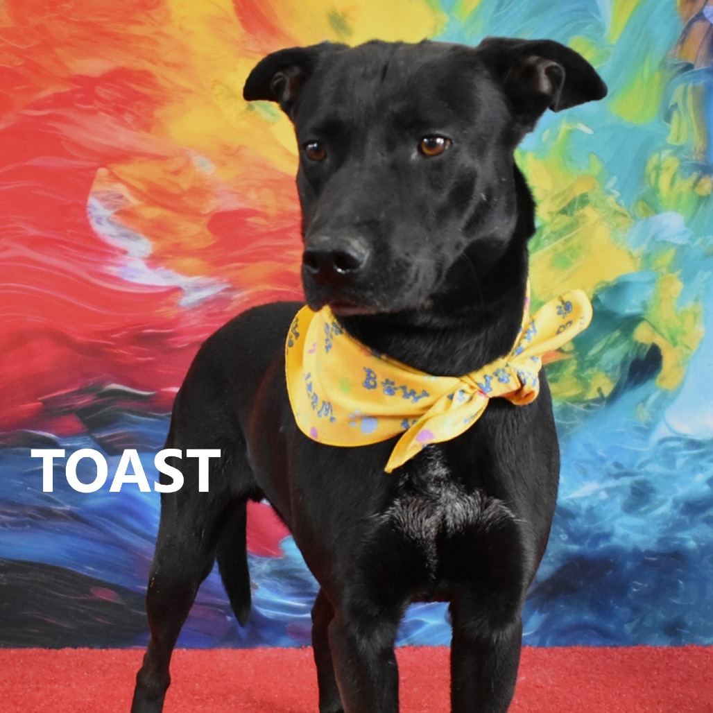 Toast
