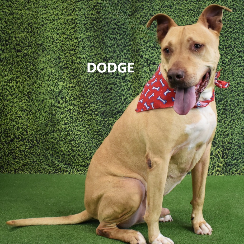 Dodge