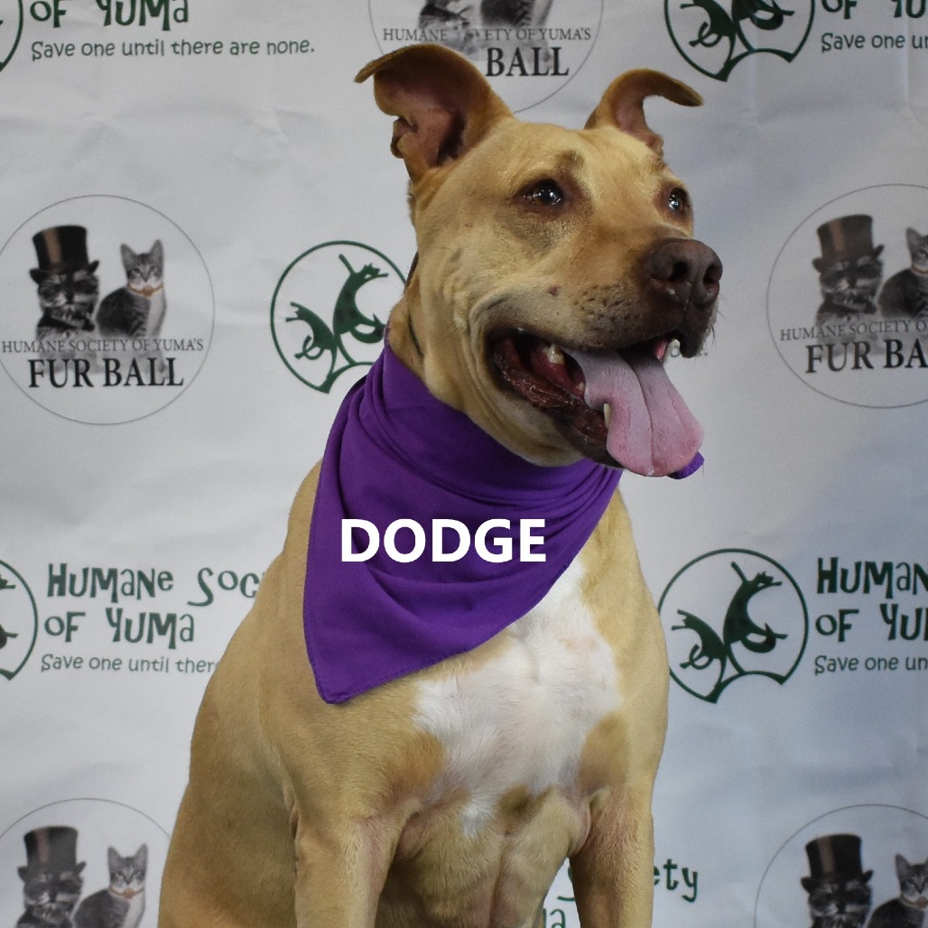 Dodge