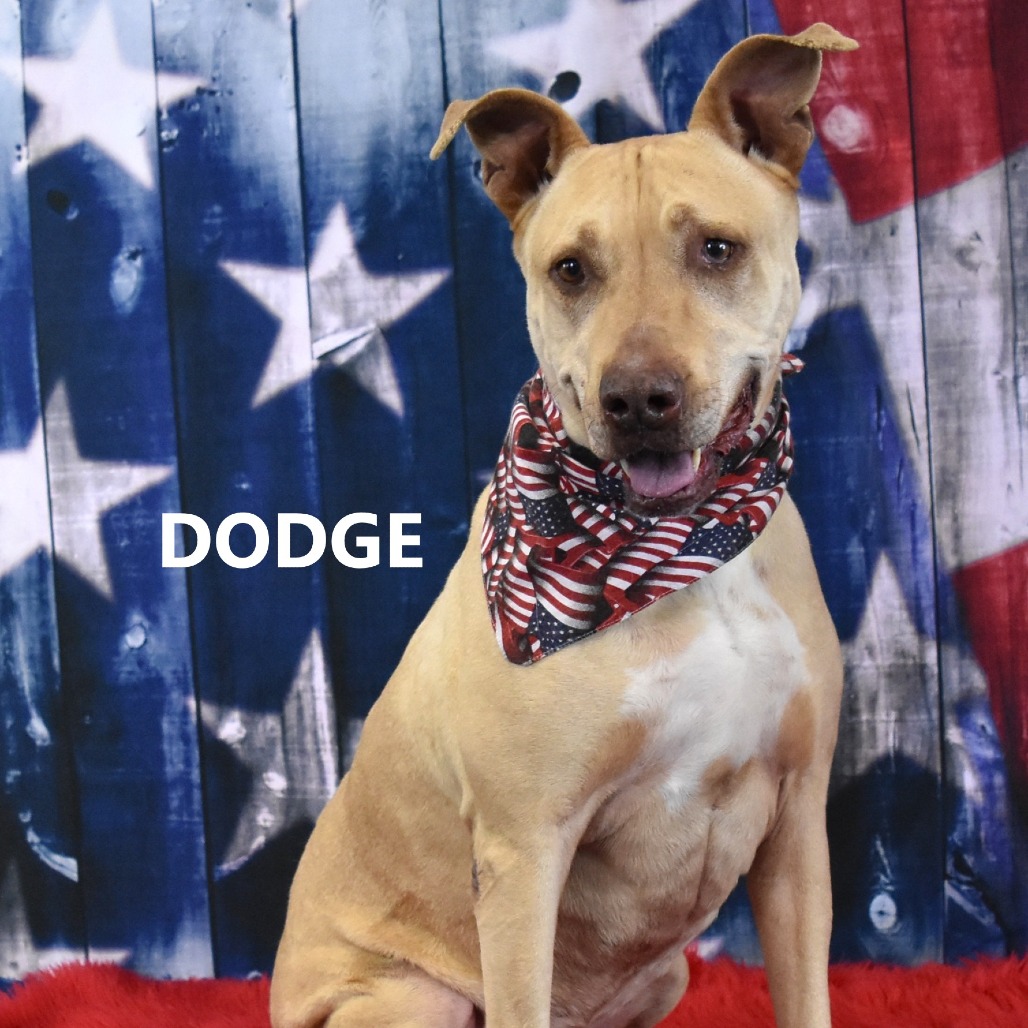 Dodge