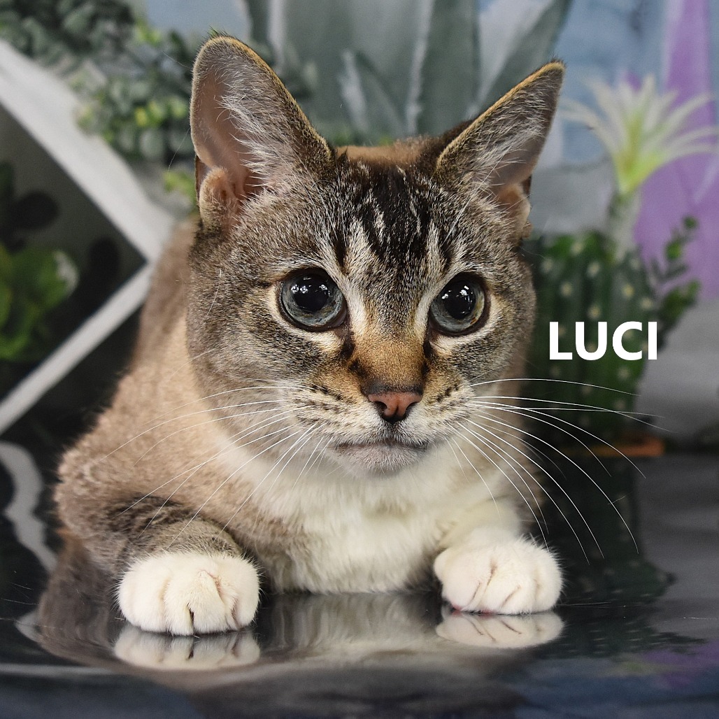 Luci