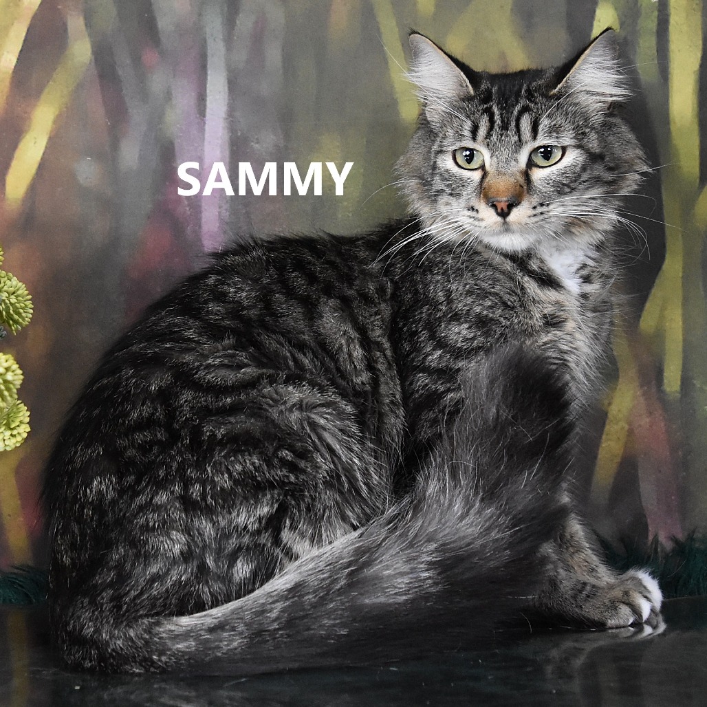Sammy