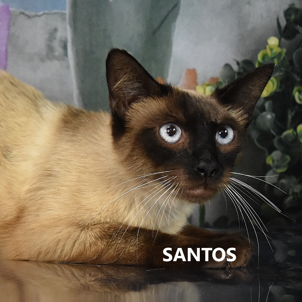 Santos