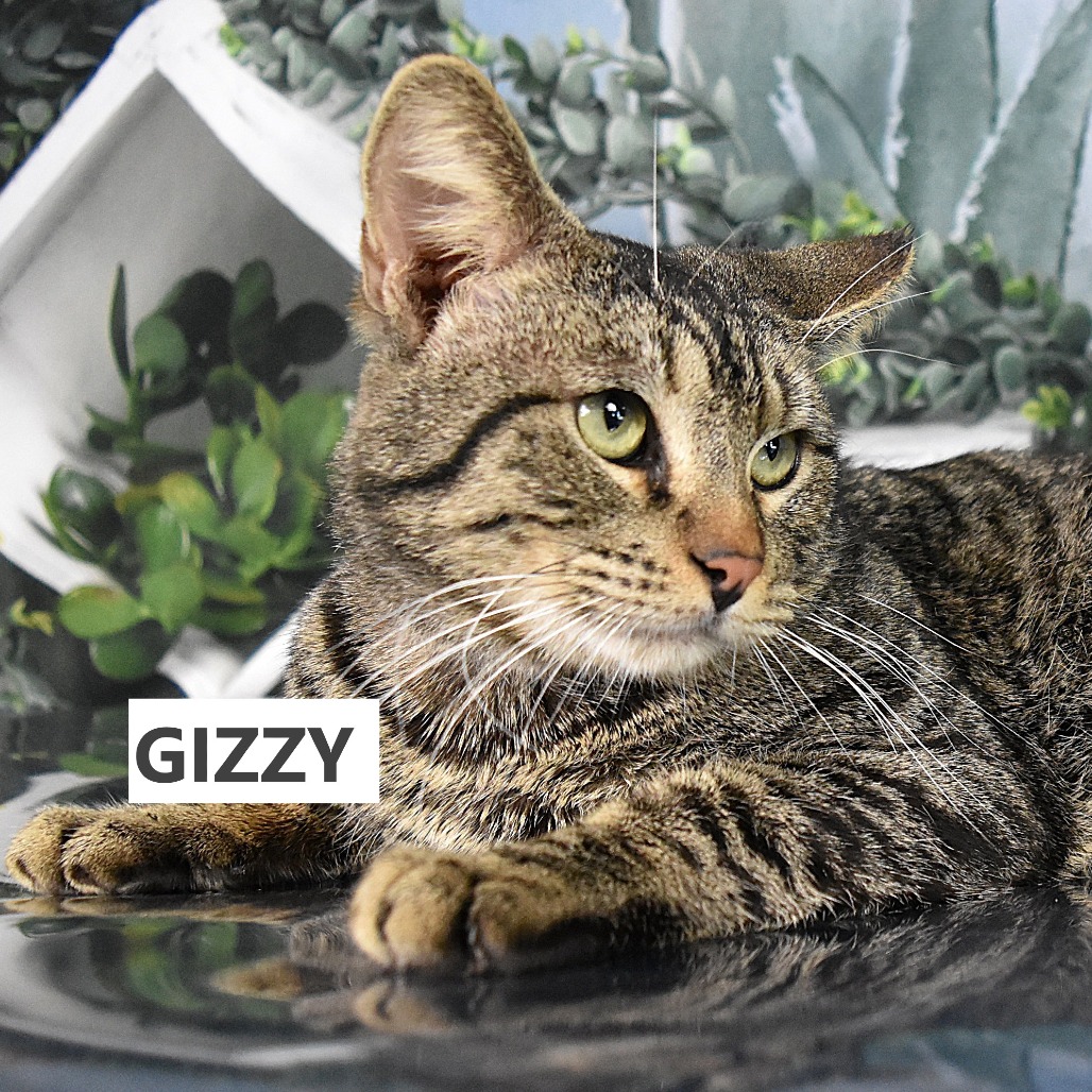 Gizzy