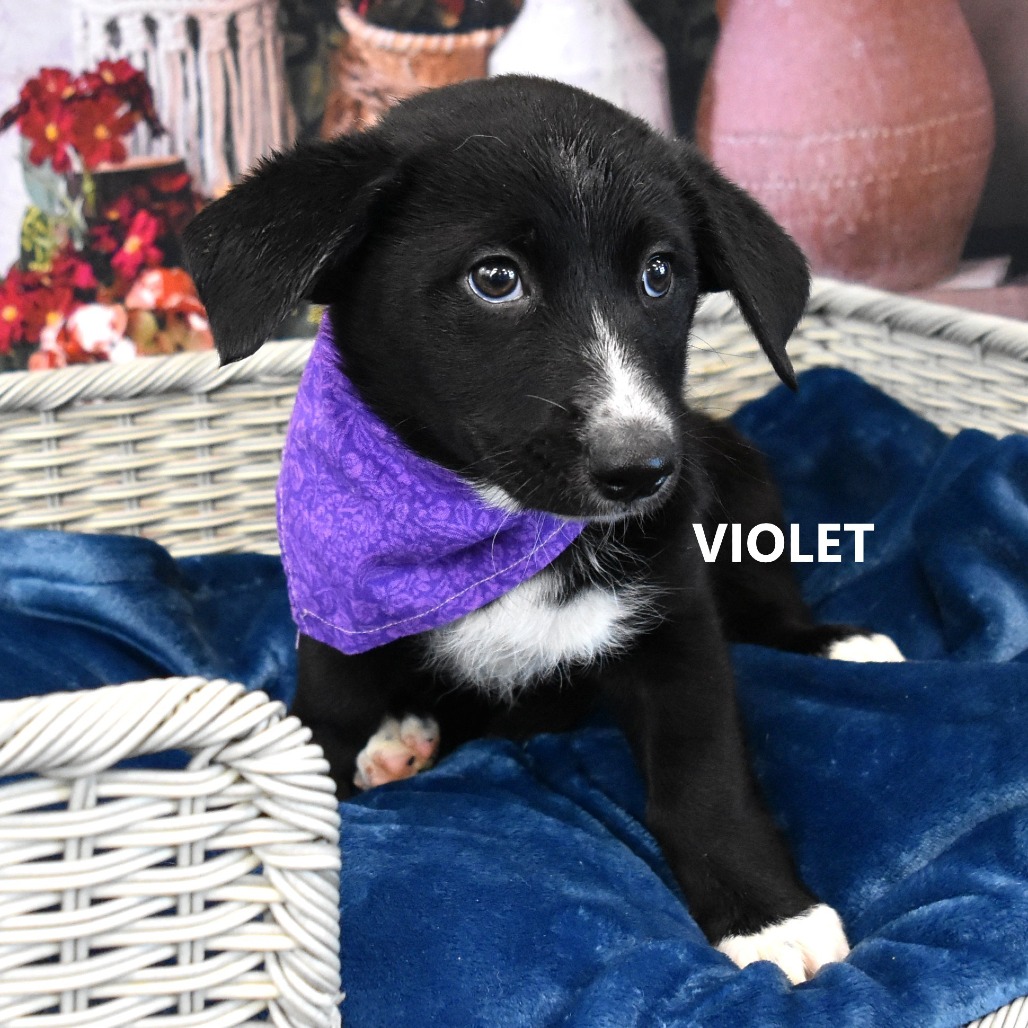 Violet