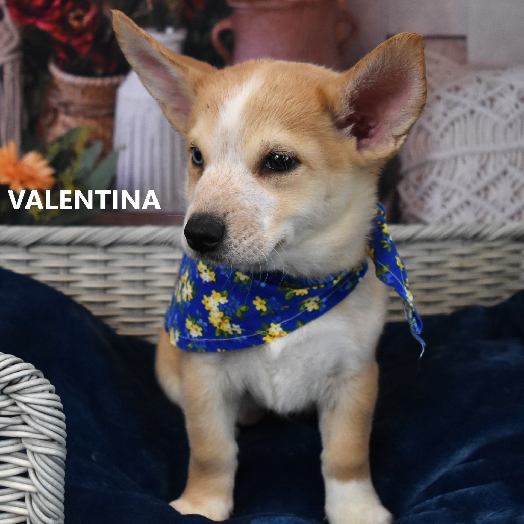 Valentina