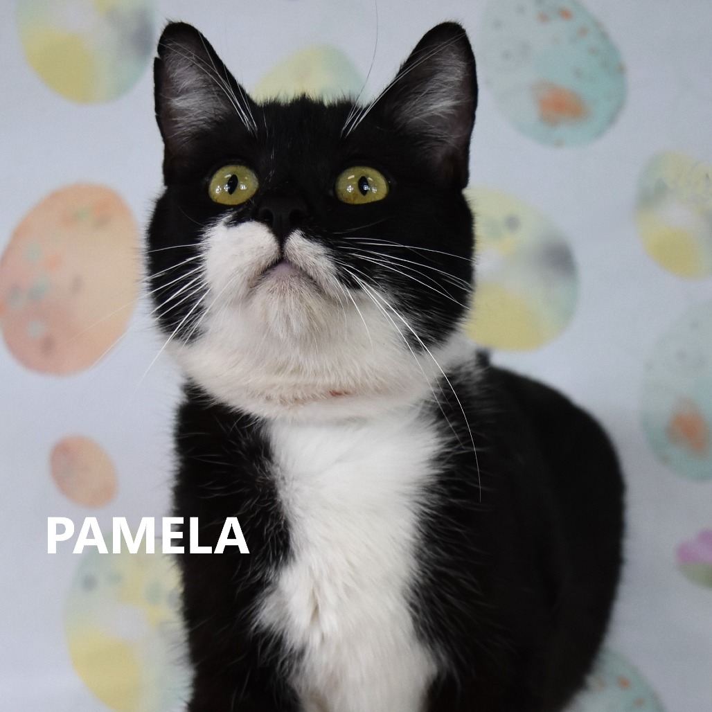 Pamela
