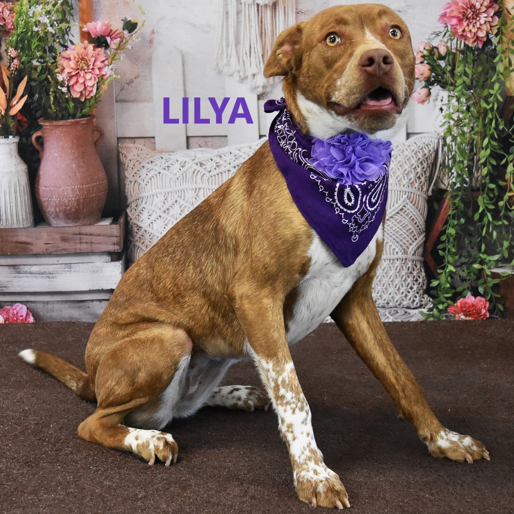 Lilya