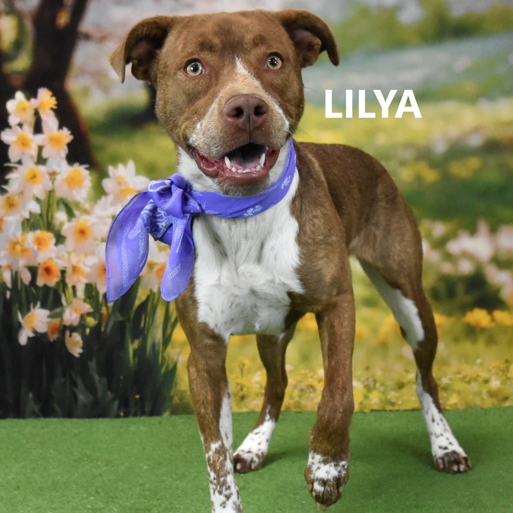 Lilya