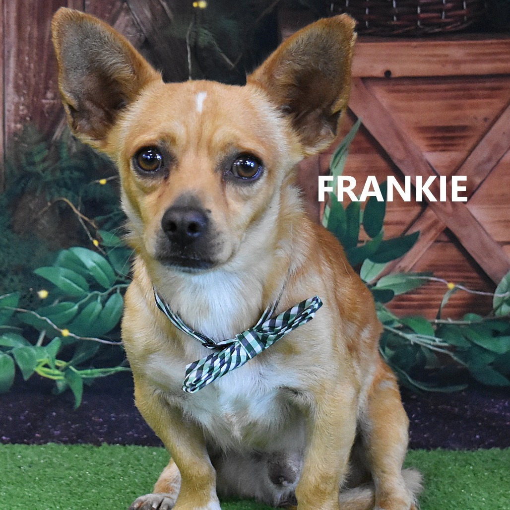 Frankie
