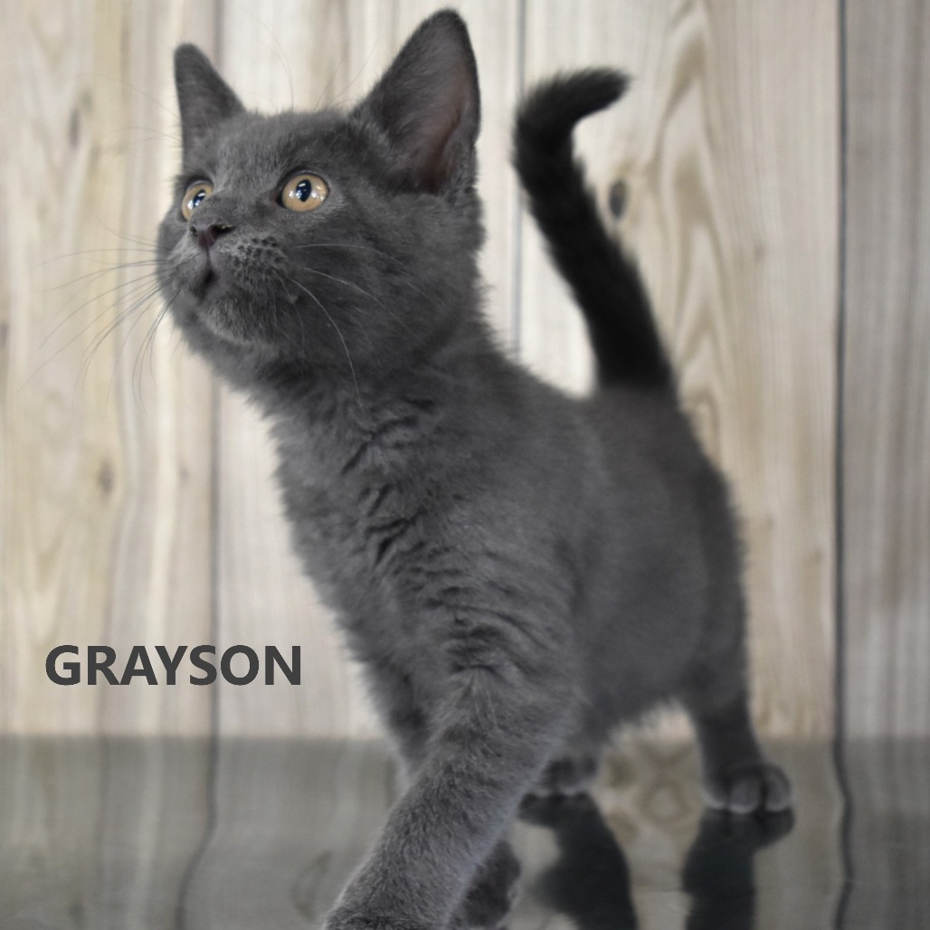 Grayson