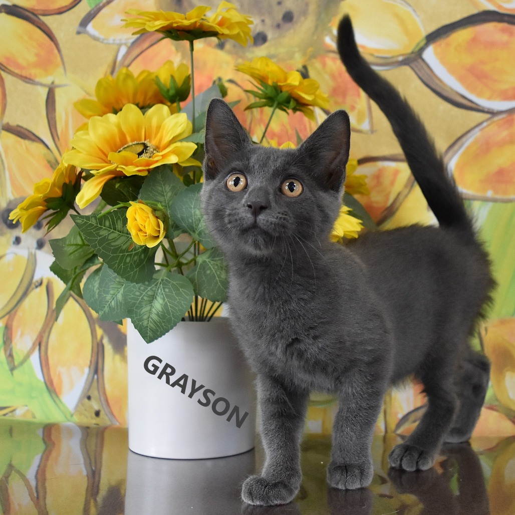 Grayson