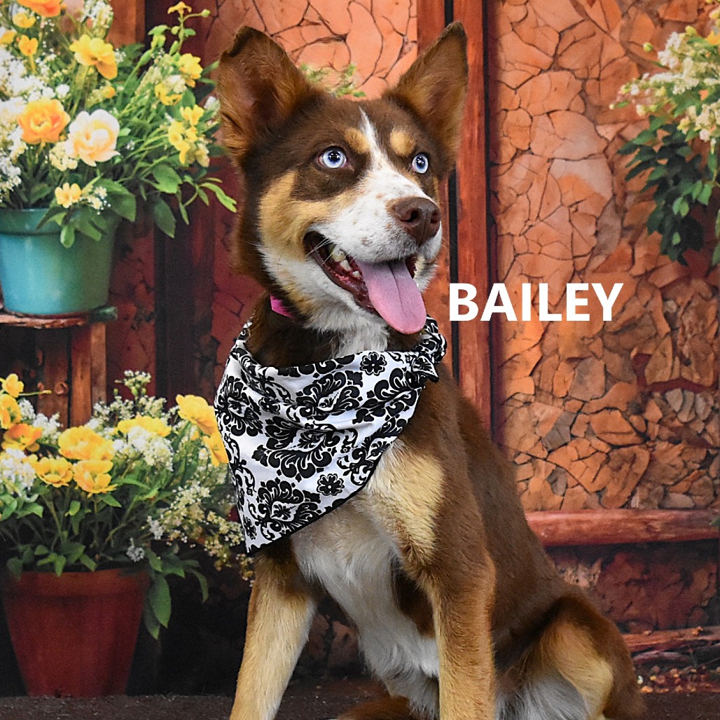 Bailey 