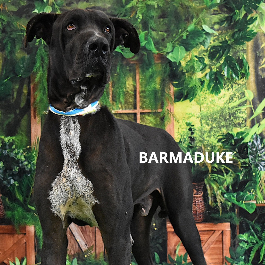 Barmaduke