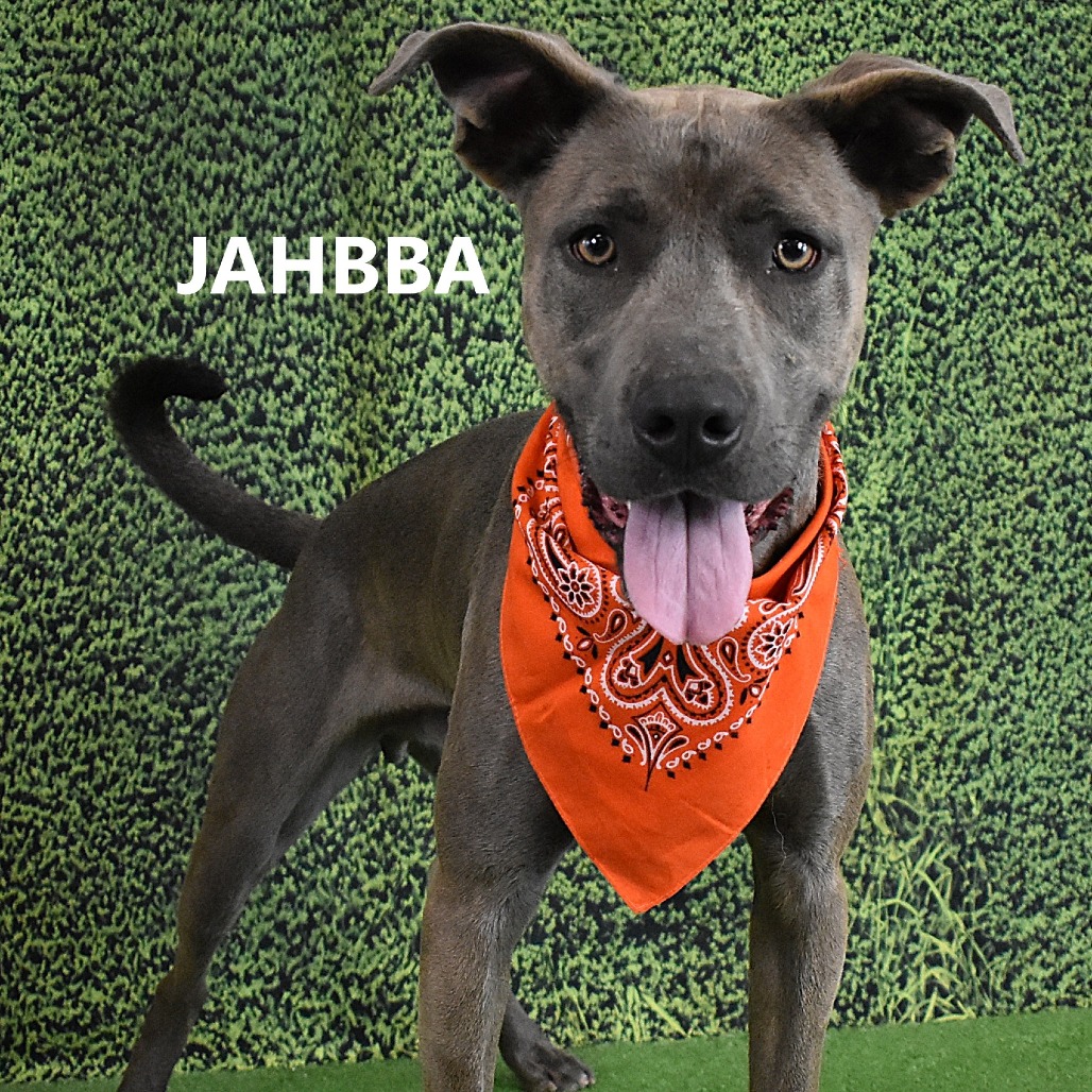 Jahbba