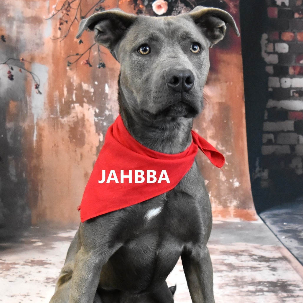 Jahbba