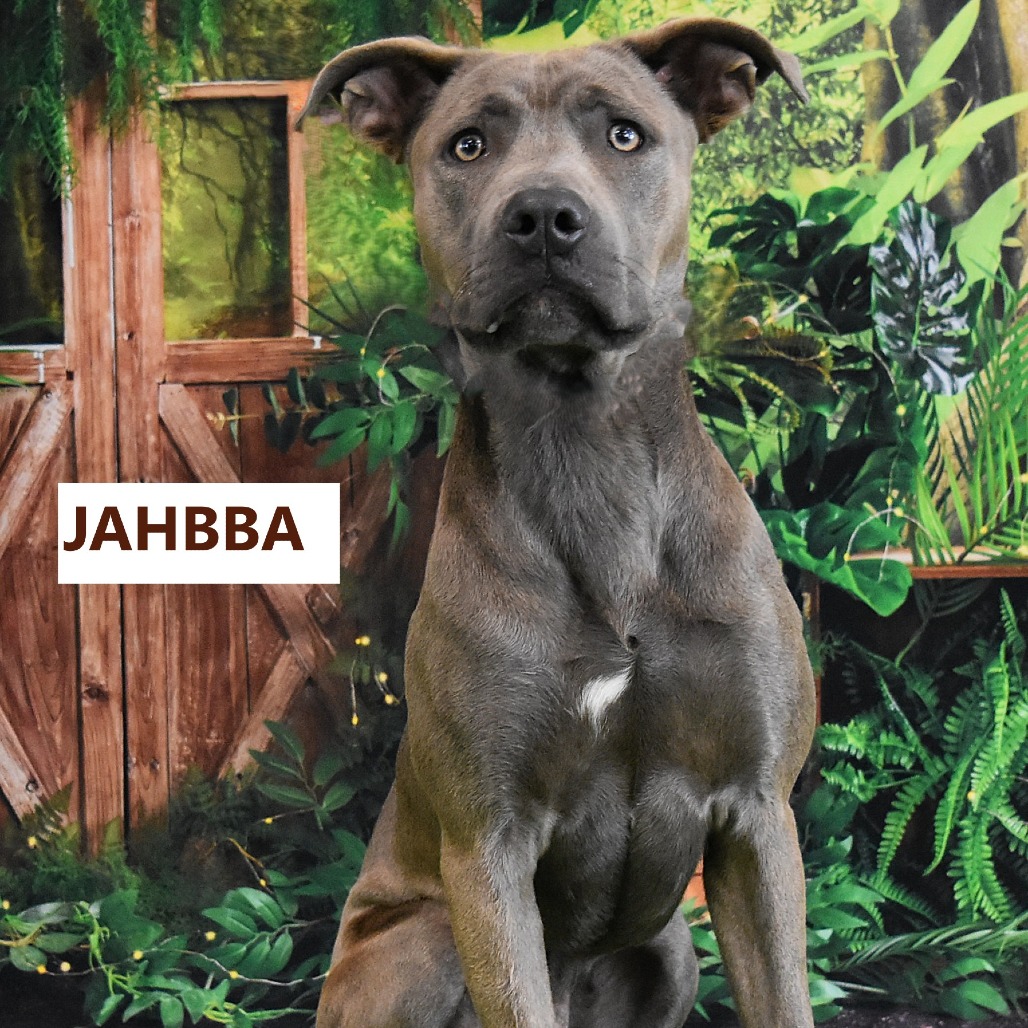 Jahbba