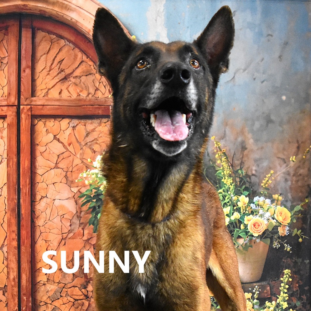 Sunny
