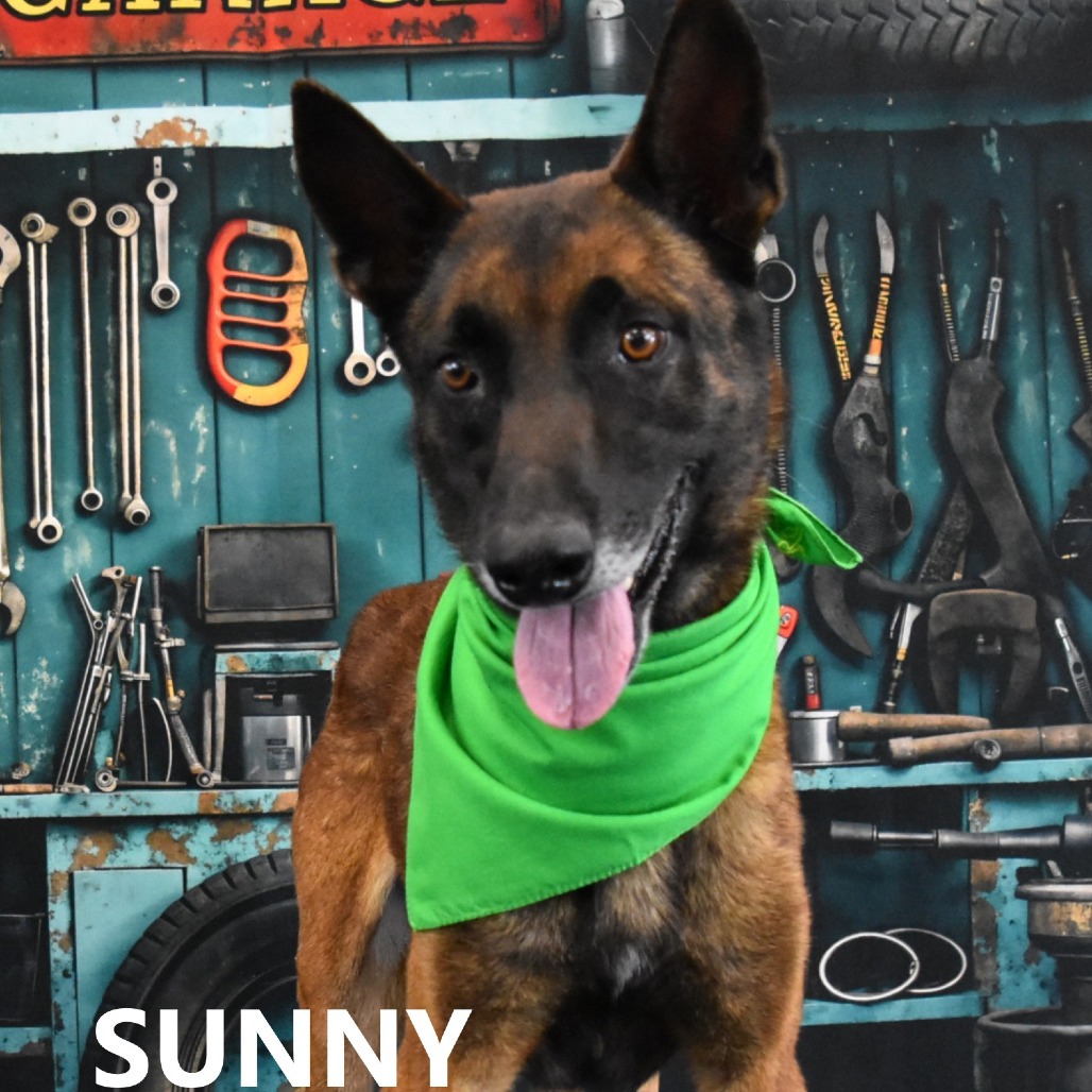 Sunny