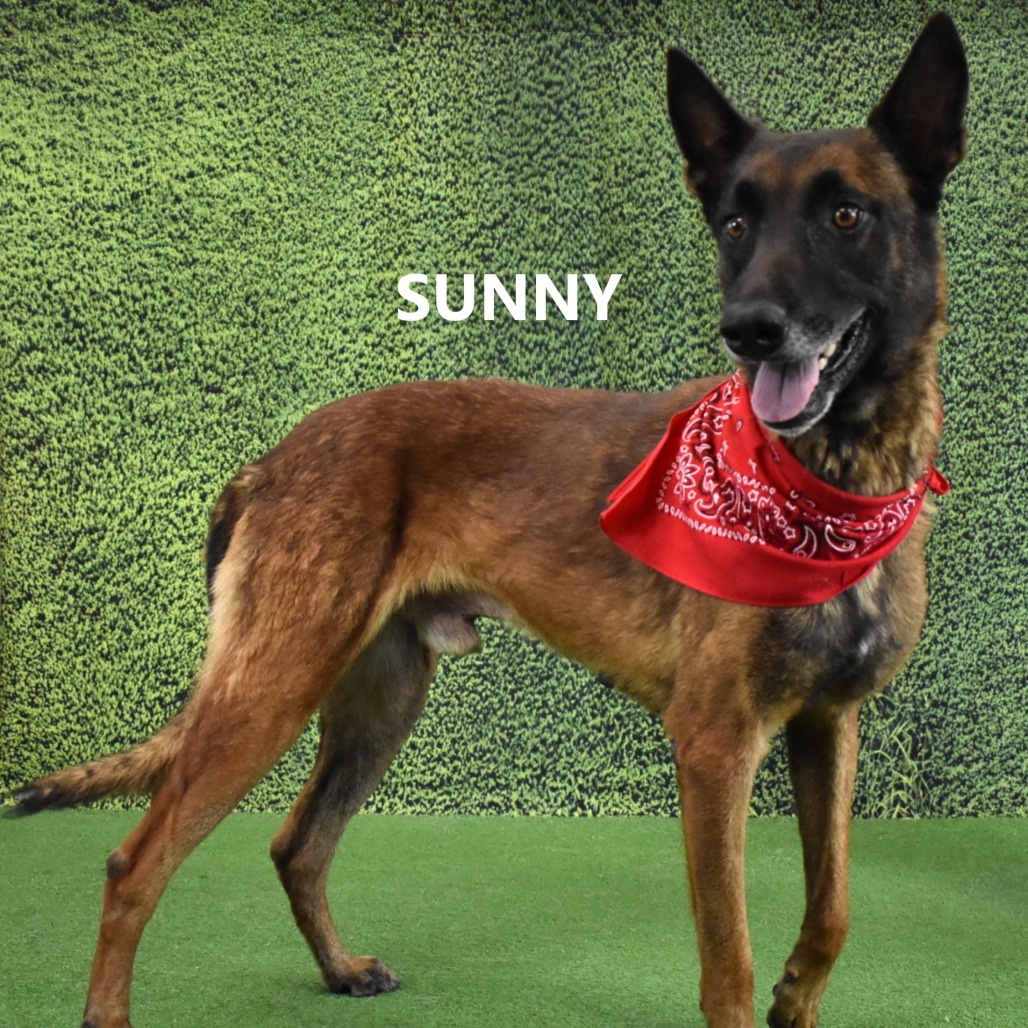 Sunny