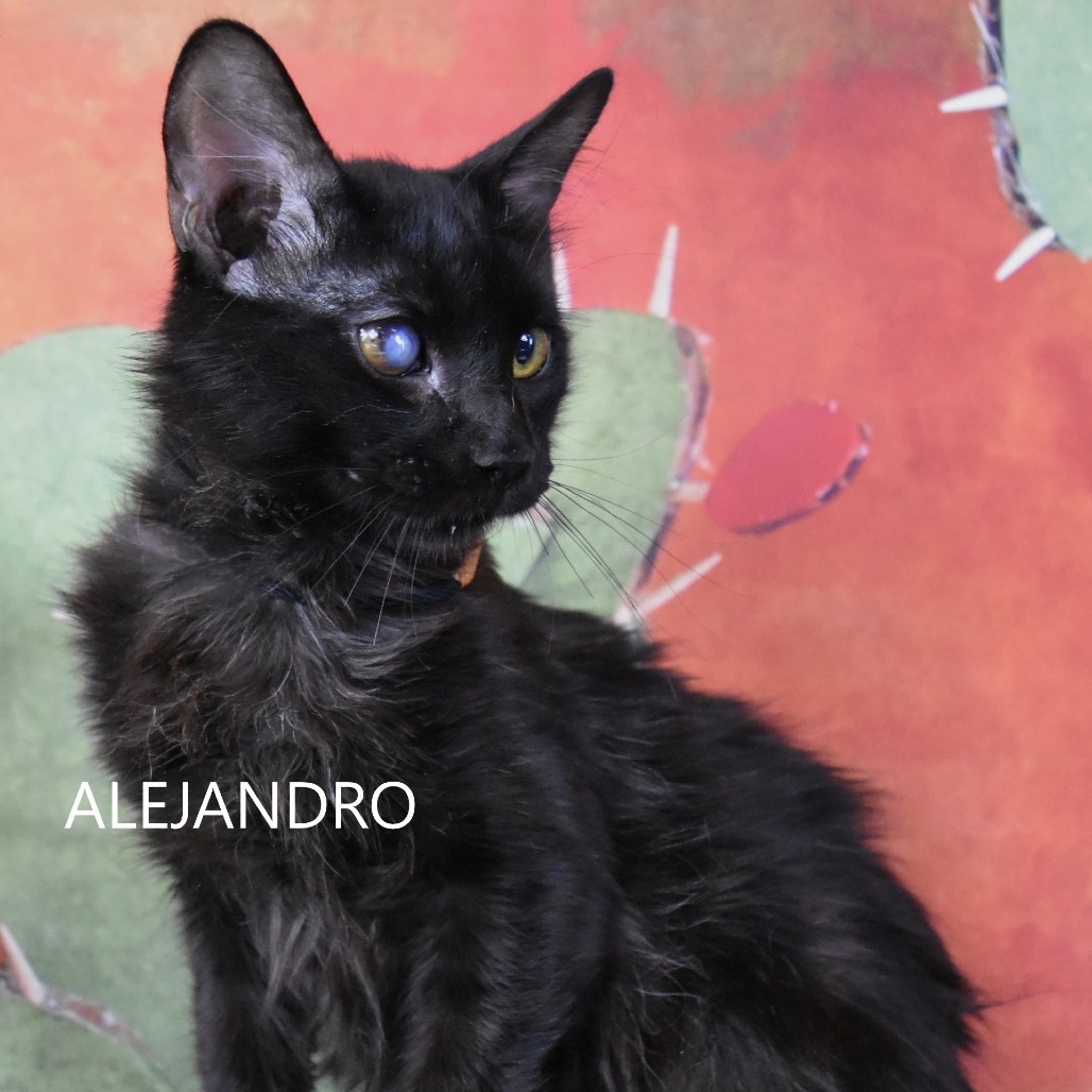 Alejandro
