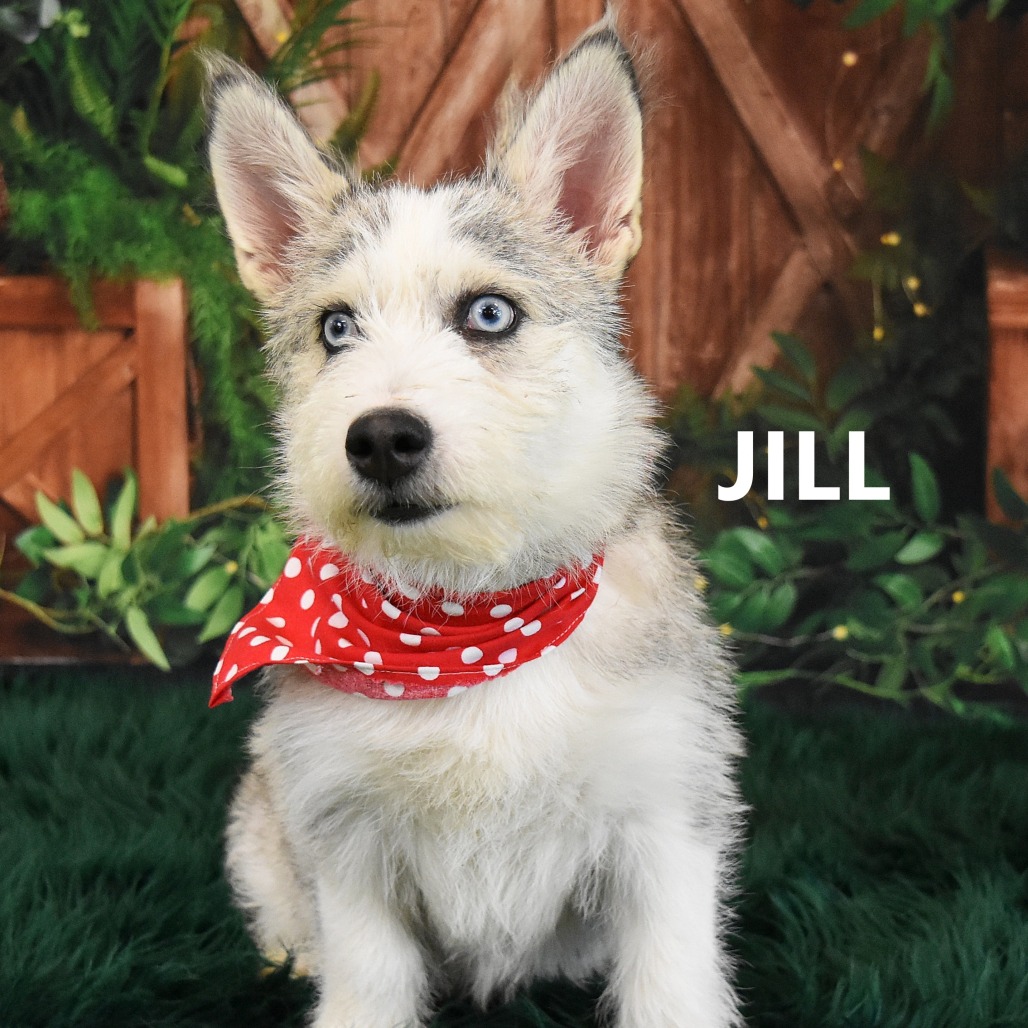 Jill