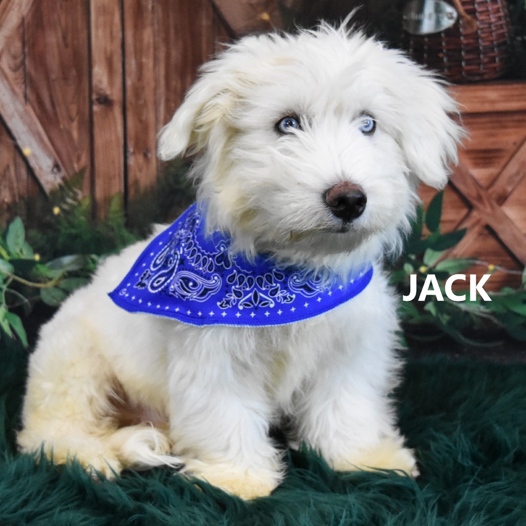 Jack