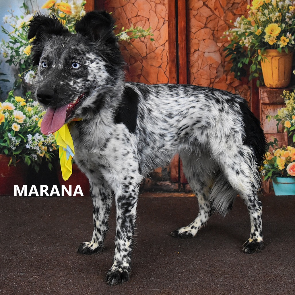 Marana