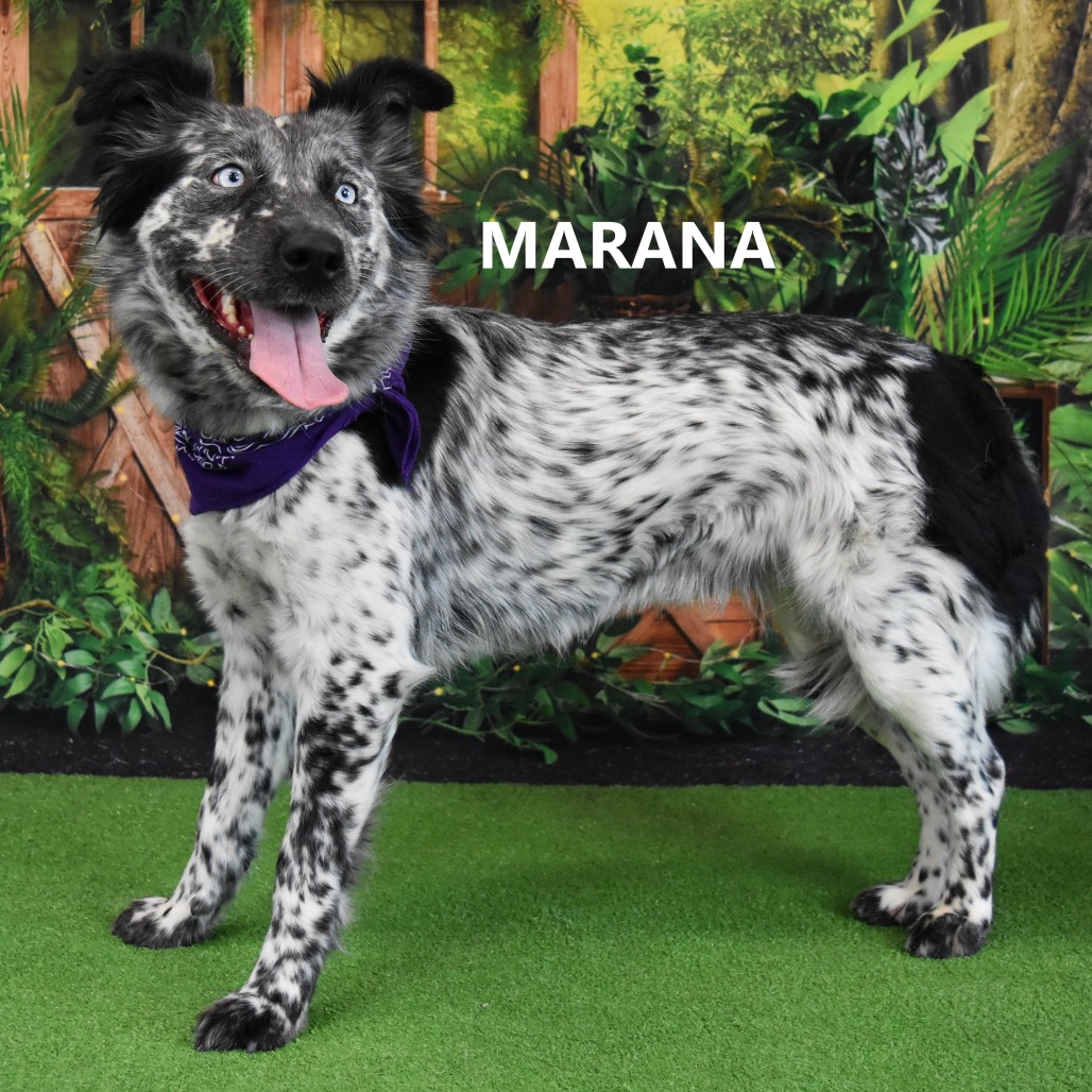 Marana