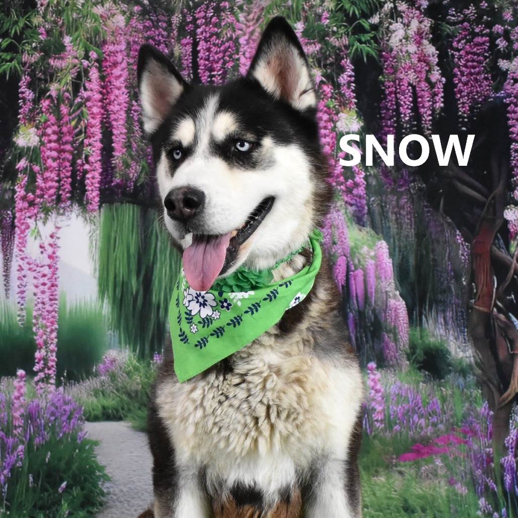 Snow 