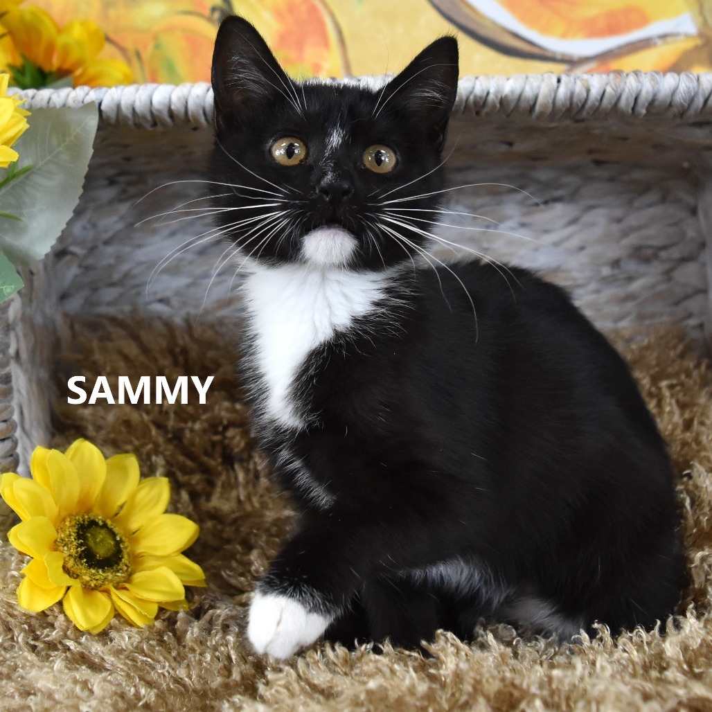 Sammy