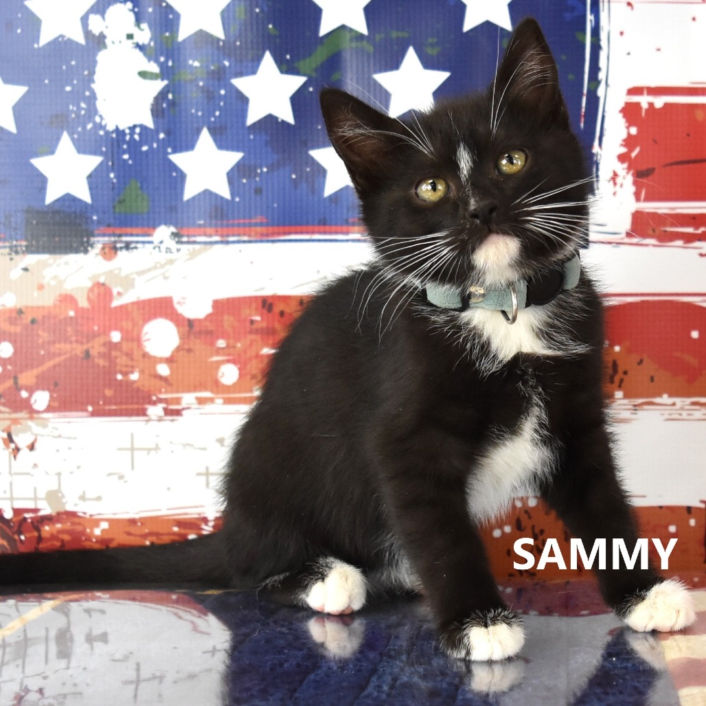 Sammy