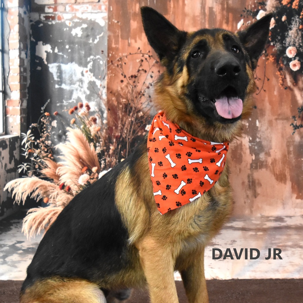 David Jr