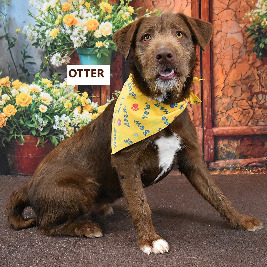 Otter