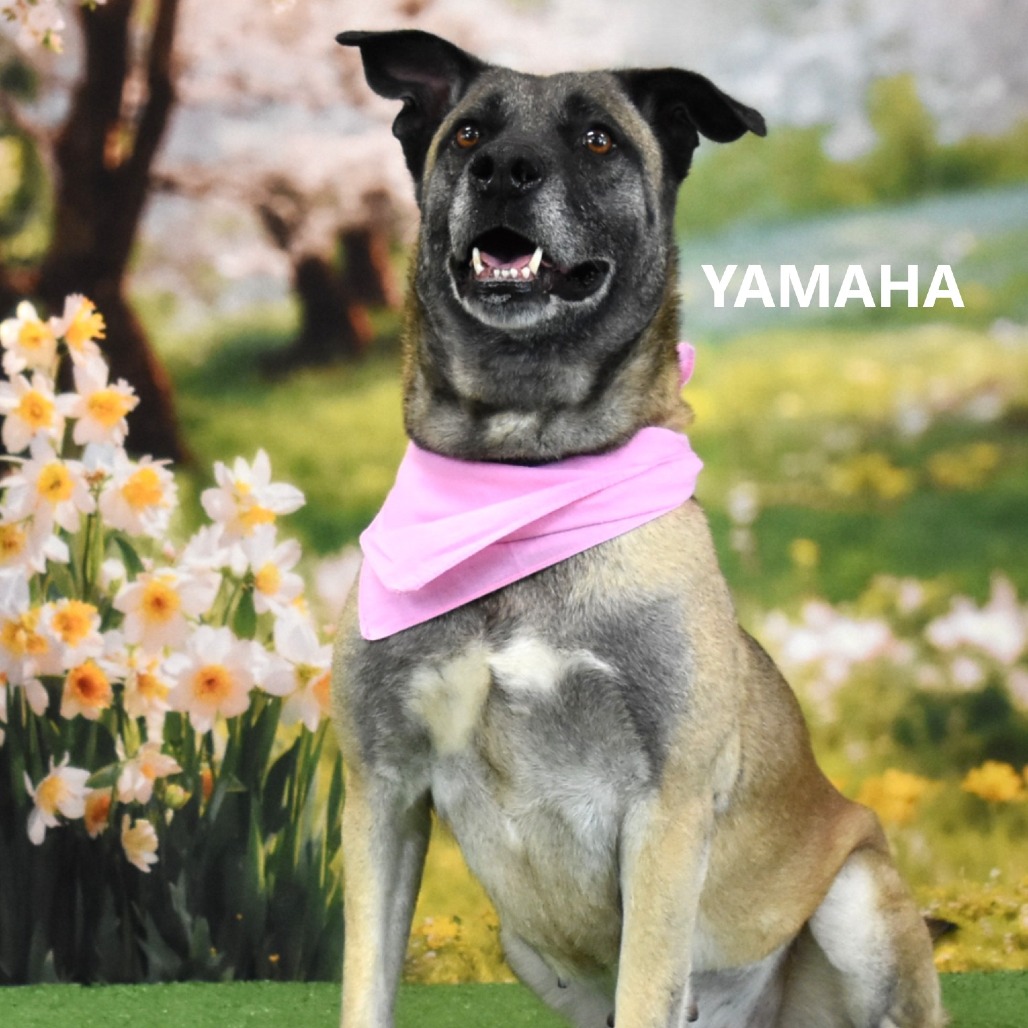 Yamaha 