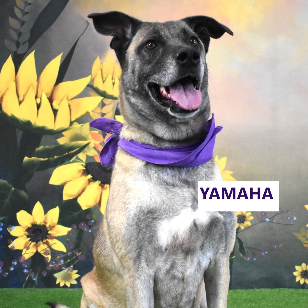 Yamaha 